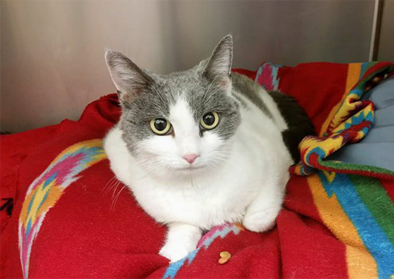 Carousel Slide 4: Cat Veterinary Care, Owings