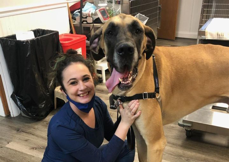 Carousel Slide 3: Dog Veterinary Care, Owings