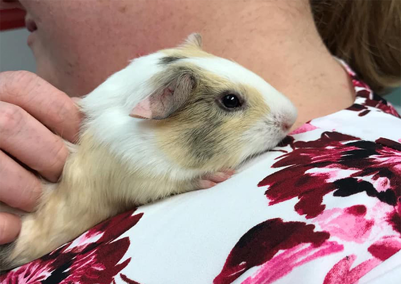 Carousel Slide 5: Pocket Pet Guinea Pig Veterinary Care, Owings